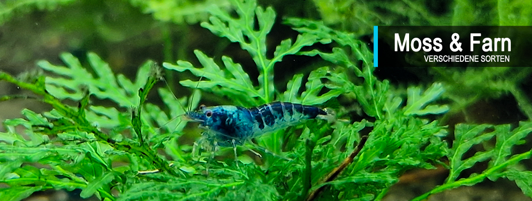 Rosliny