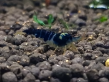 dragonBlood1