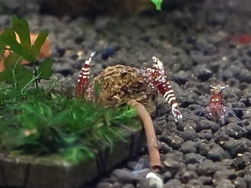 redNanashi1