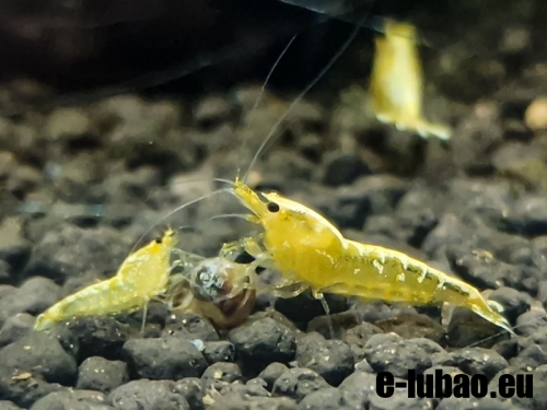 yellow galaxy09