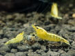 yellow galaxy09